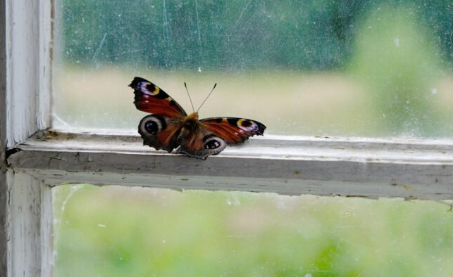 Bướm bay Kubet77 vào nhà đánh số gì 