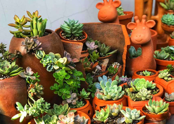 Mơ Thấy Sen Đá: Điềm Báo Về Tương Lai Sáng Lạng Kubet77