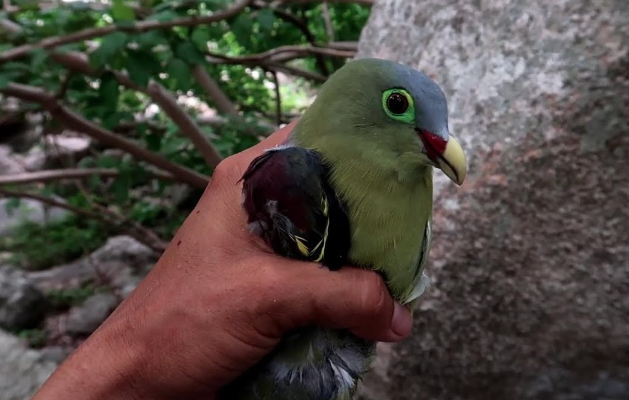 Mơ Bắt Được Chim: Ý Nghĩa, Điềm Báo Tốt Xấu Và Con Số May Mắn kubet 🎖 ku casino đăng ký kubet đăng nhập ku 24/7