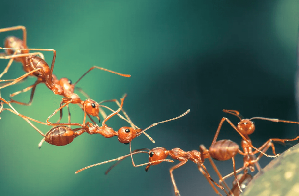 Nằm Mơ Thấy Kiến Đánh Số Gì Trúng Lớn Kubet Casino?