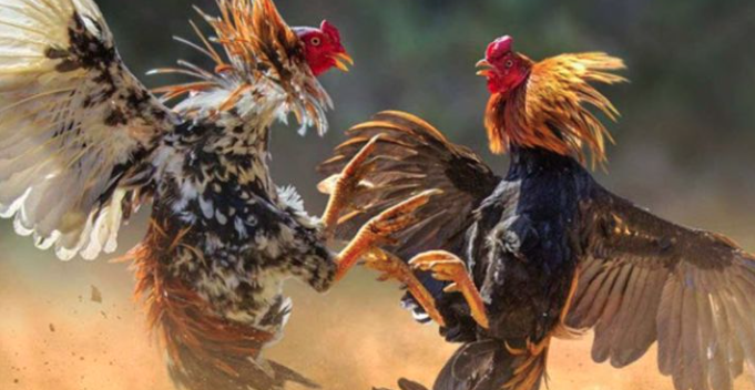 Đá gà cựa sắt Thomo tại Kubet – Kèo hấp dẫn, thắng cực lớn Ku11